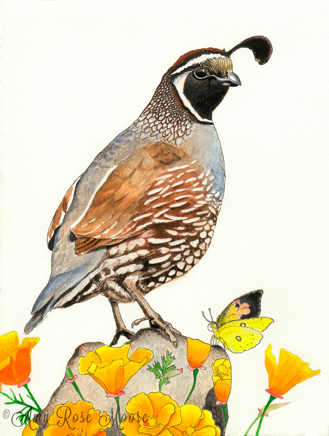 Quail and Poppies Print