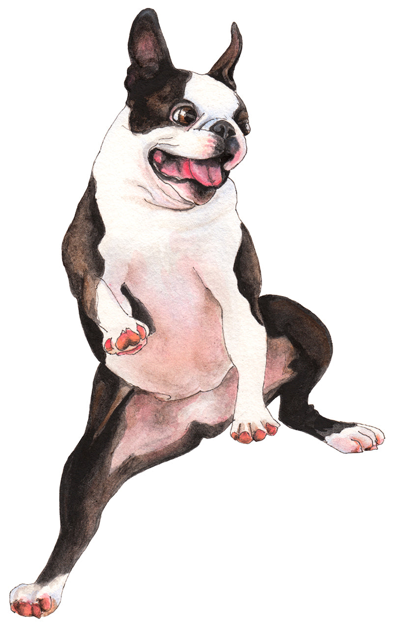 Dancing Boston Terrier Print