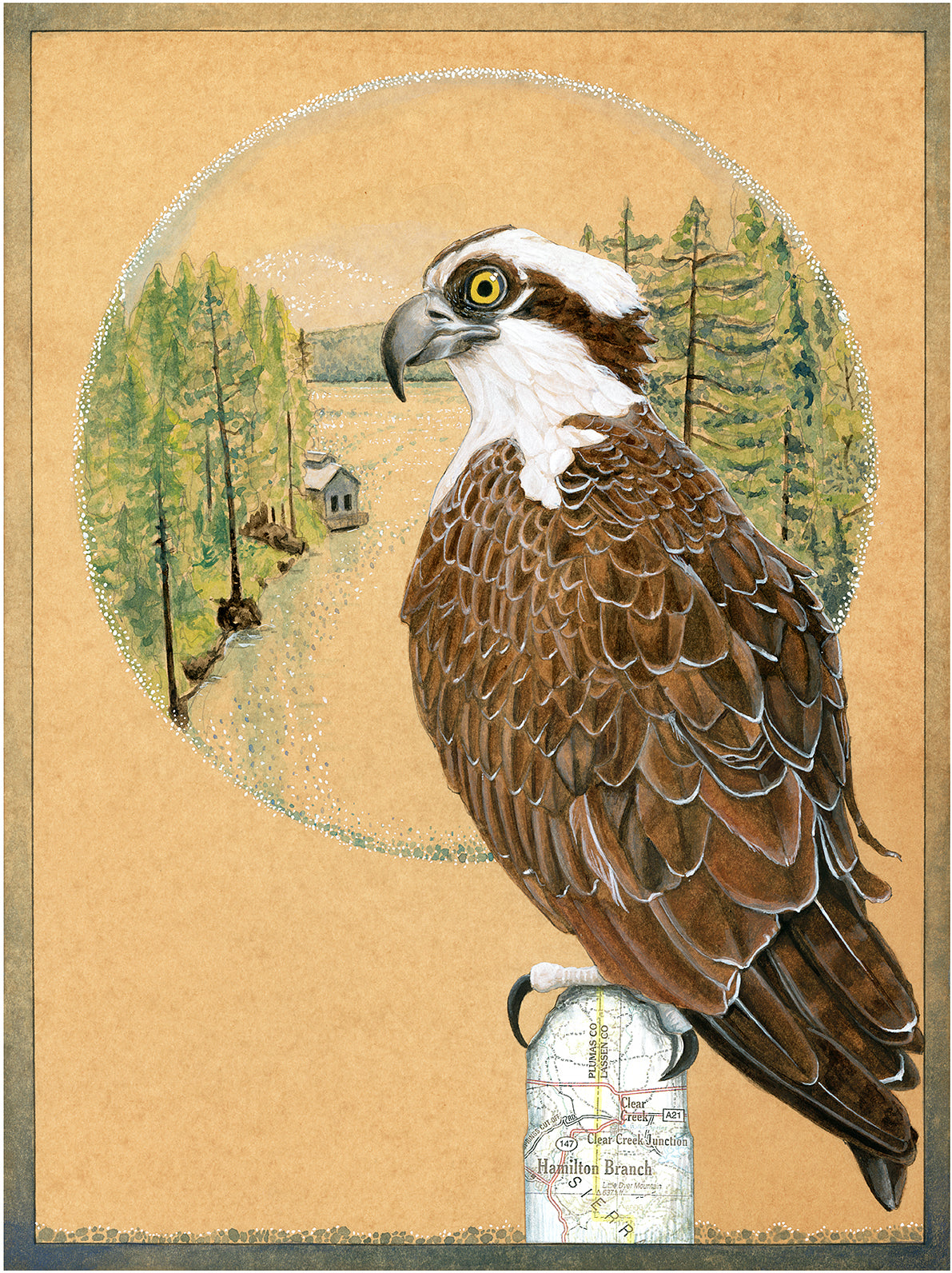 Osprey Print