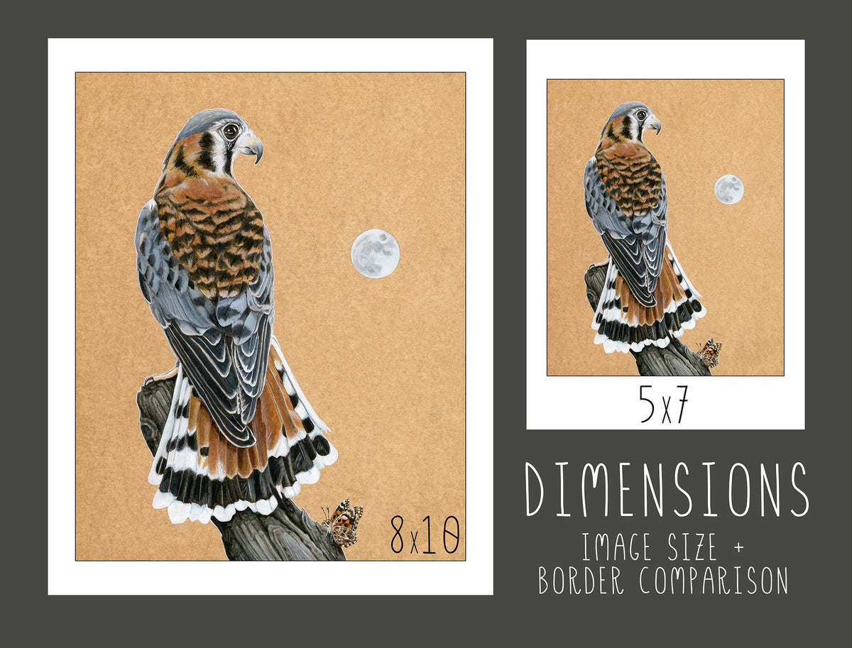 American Kestrel Print