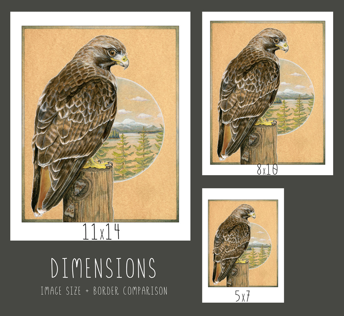 Red-tailed Hawk Print