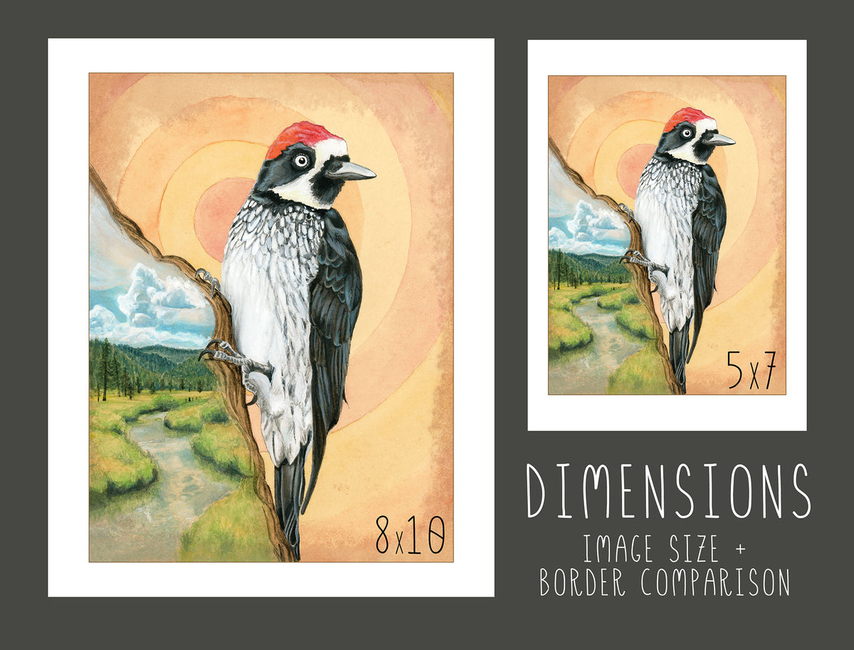 Acorn Woodpecker Print