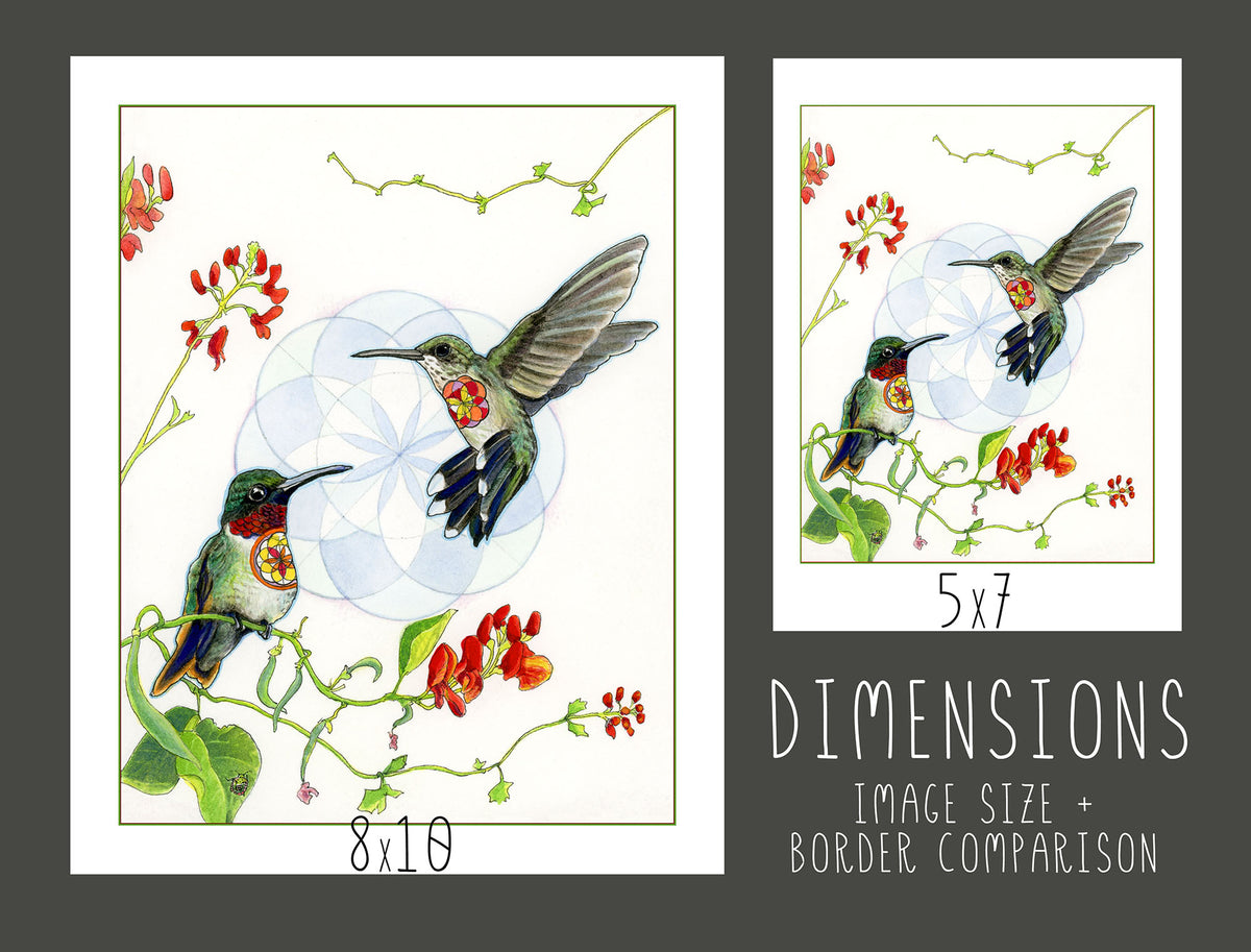 Ruby-throated Hummingbirds Print