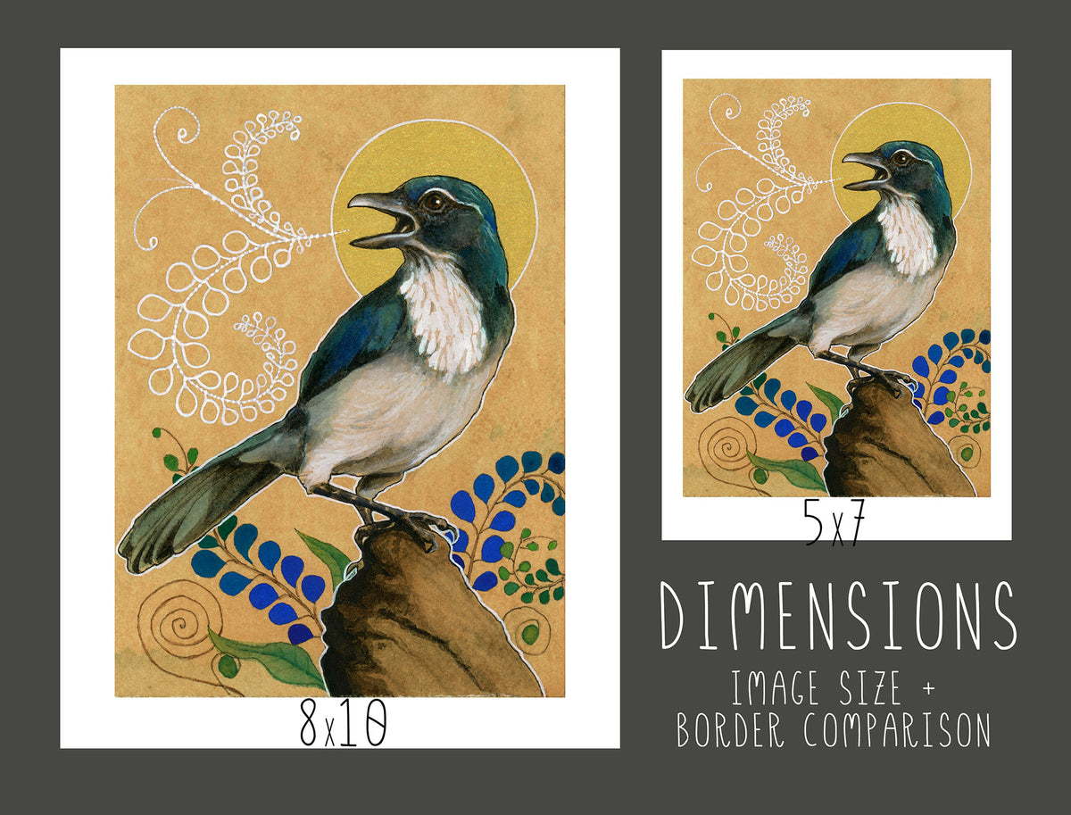 Scrub Jay Print