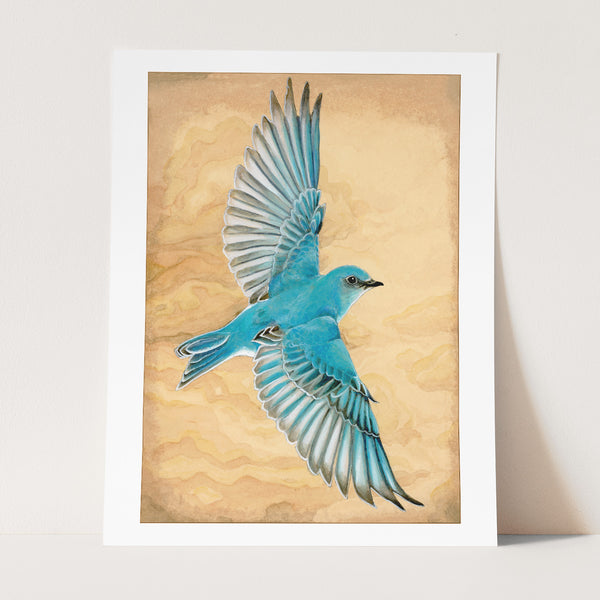 Mountain Bluebird in Flight Print