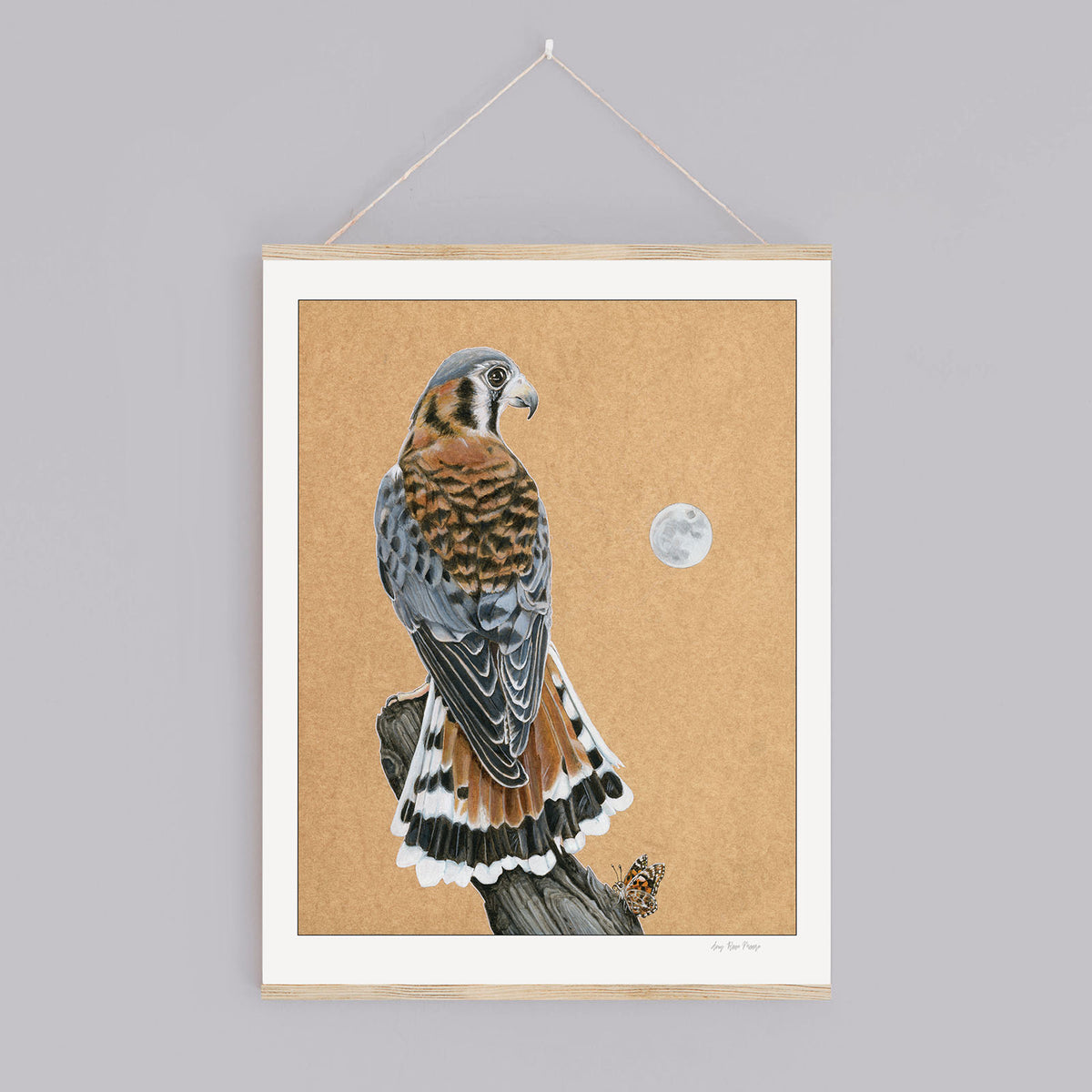 American Kestrel Print