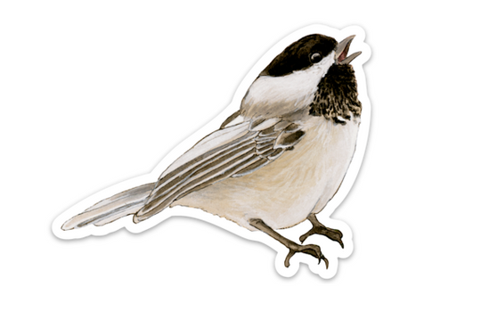 Black-capped Chickadee - Sticker