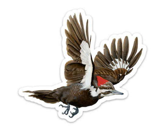 Pileated Woodpecker - Sticker