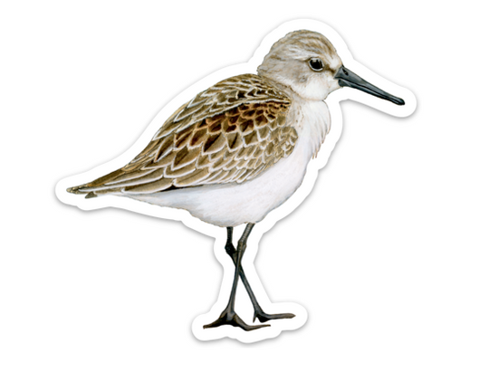 Western Sandpiper - Sticker