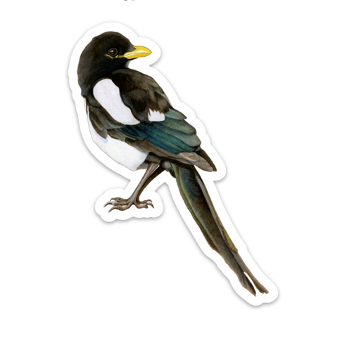 Yellow-billed Magpie - Sticker