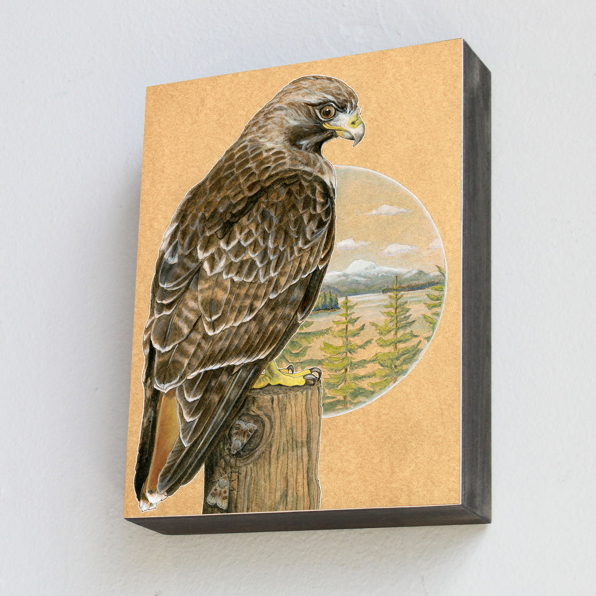 Red-tailed Hawk - Wood Panel Print