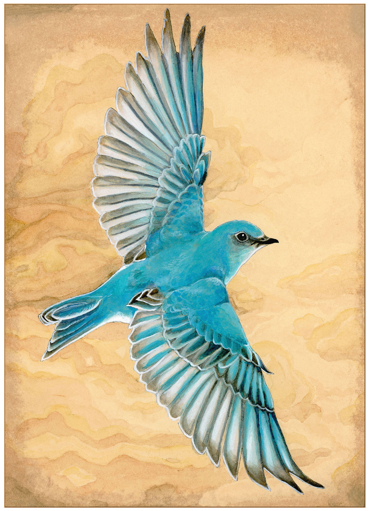 Mountain Bluebird in Flight Print