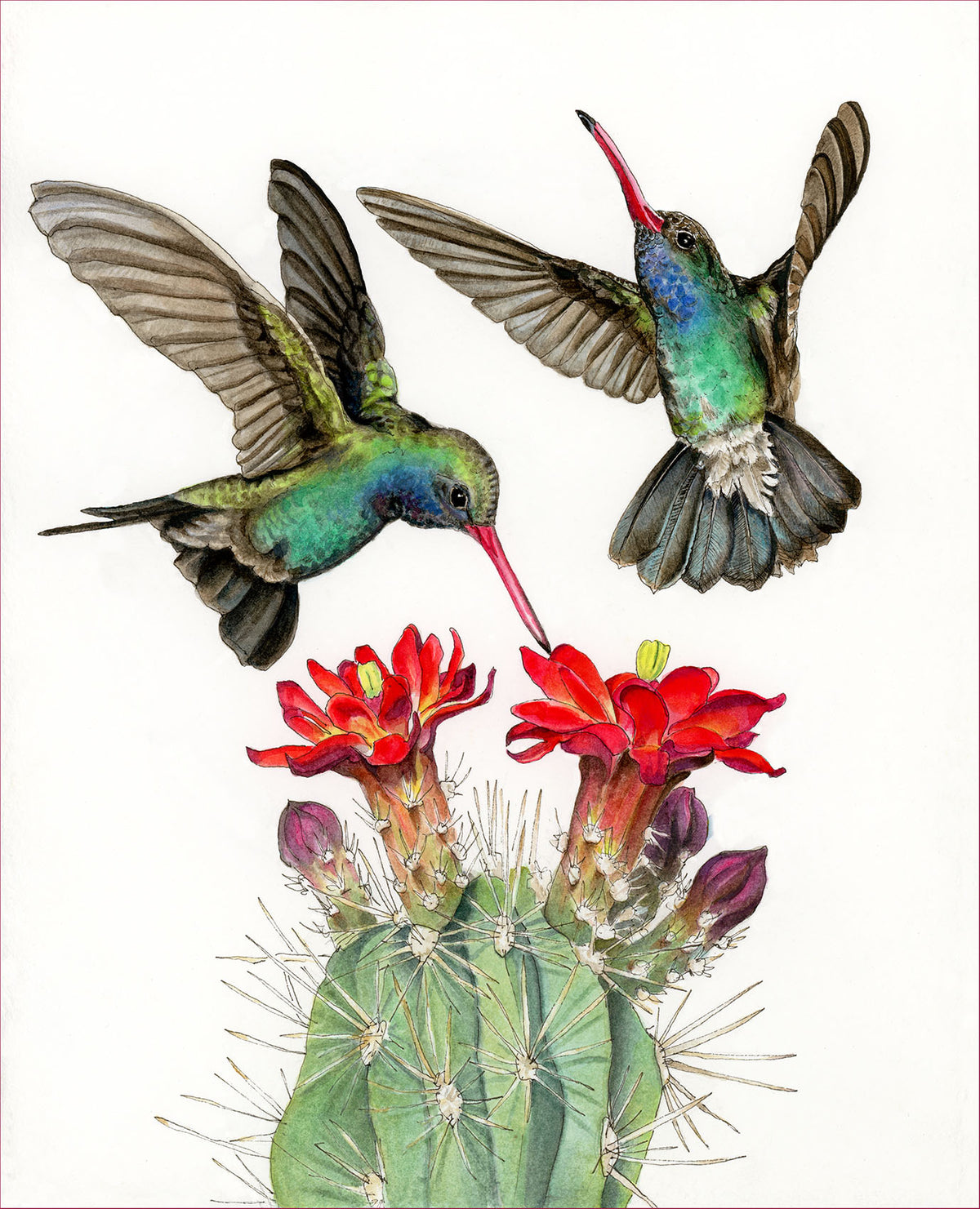 Broad-billed Hummingbirds Print