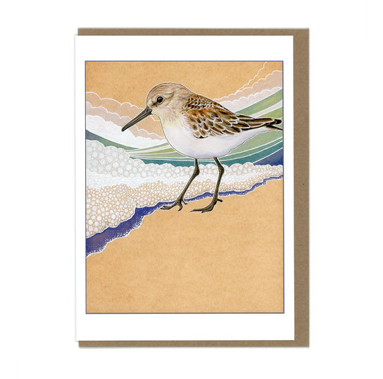 Western Sandpiper - Greeting Card