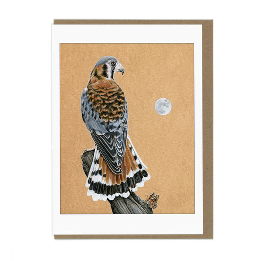 American Kestrel - Greeting Card