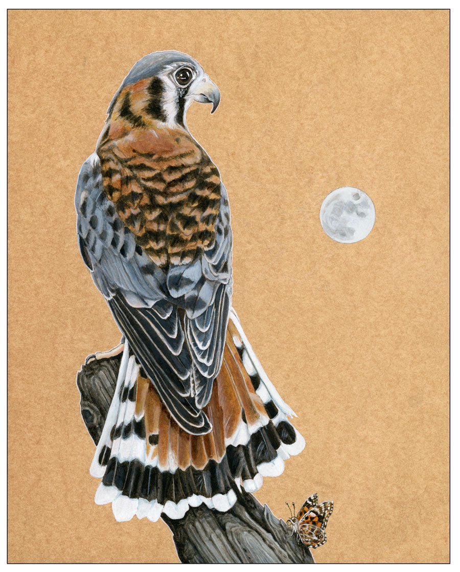 American Kestrel Print