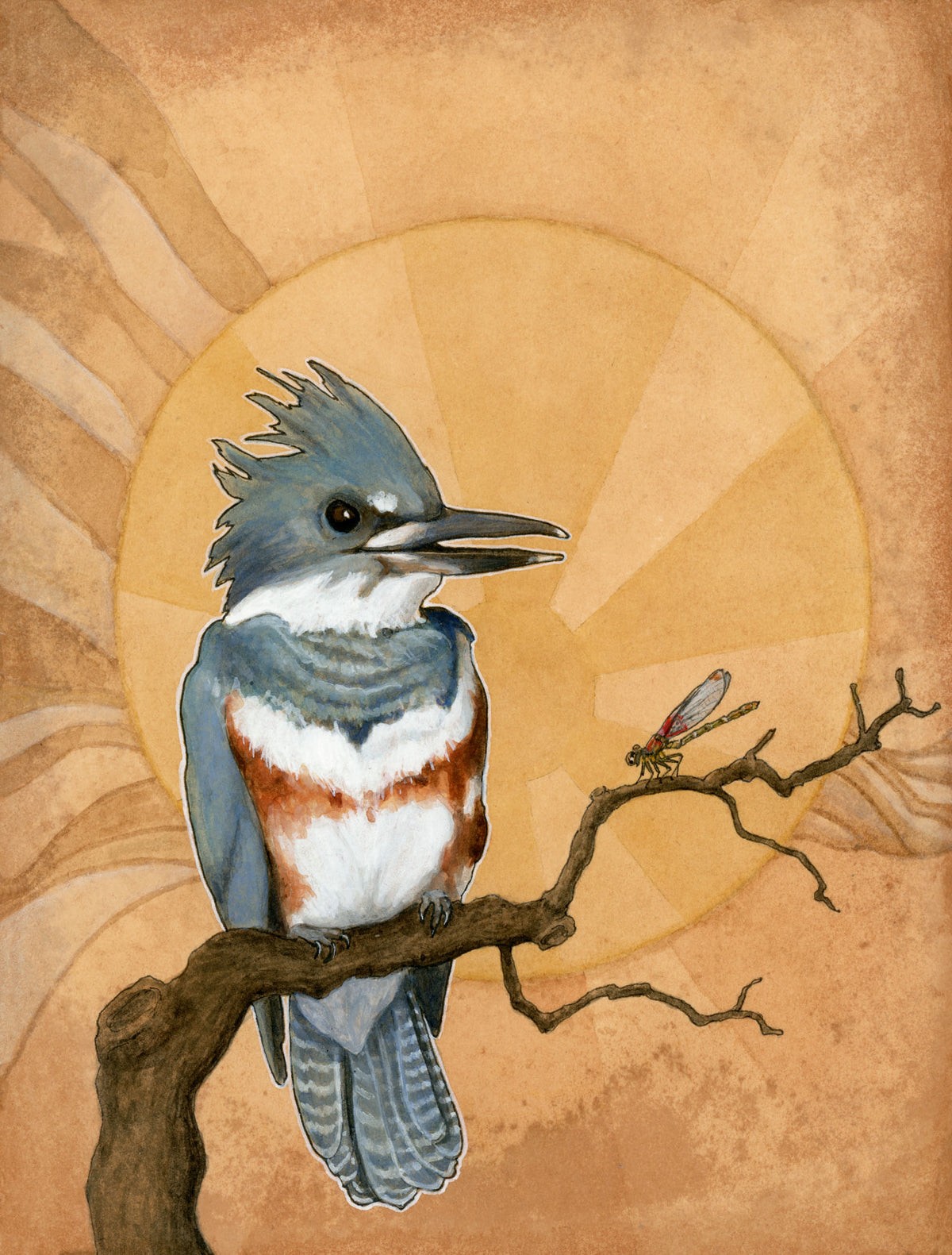 Belted Kingfisher Print