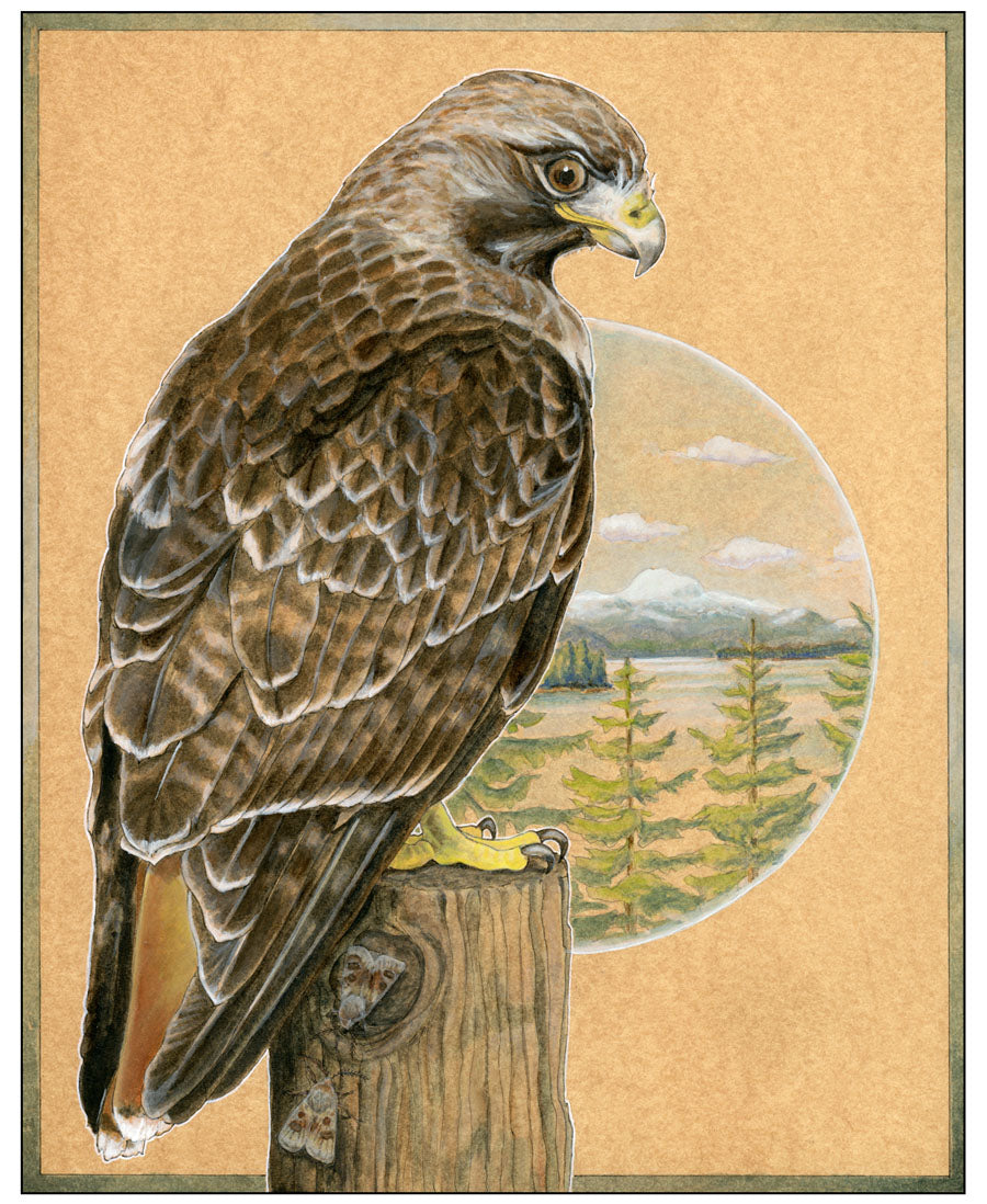 Red-tailed Hawk Print
