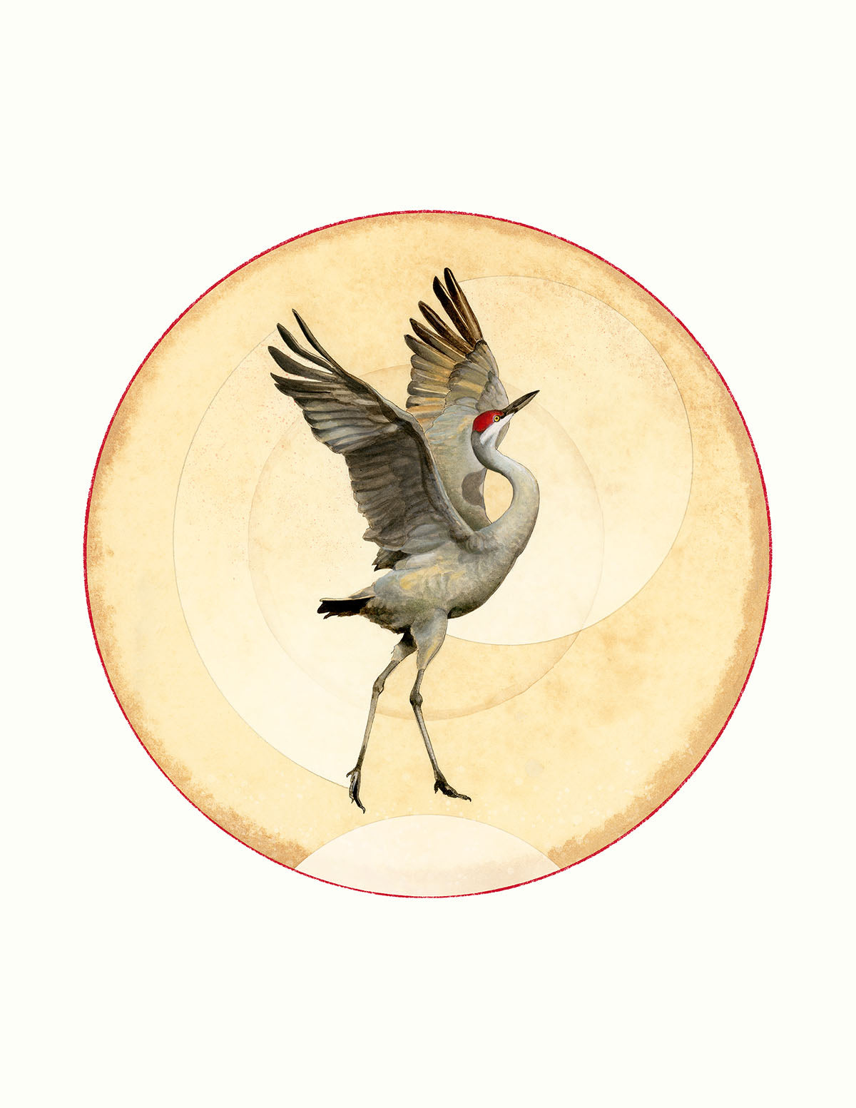 Sandhill Crane Print