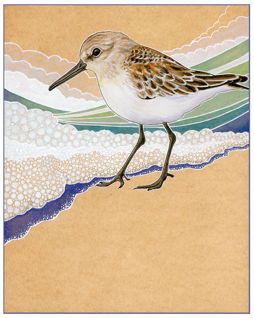 Western Sandpiper #1 Print