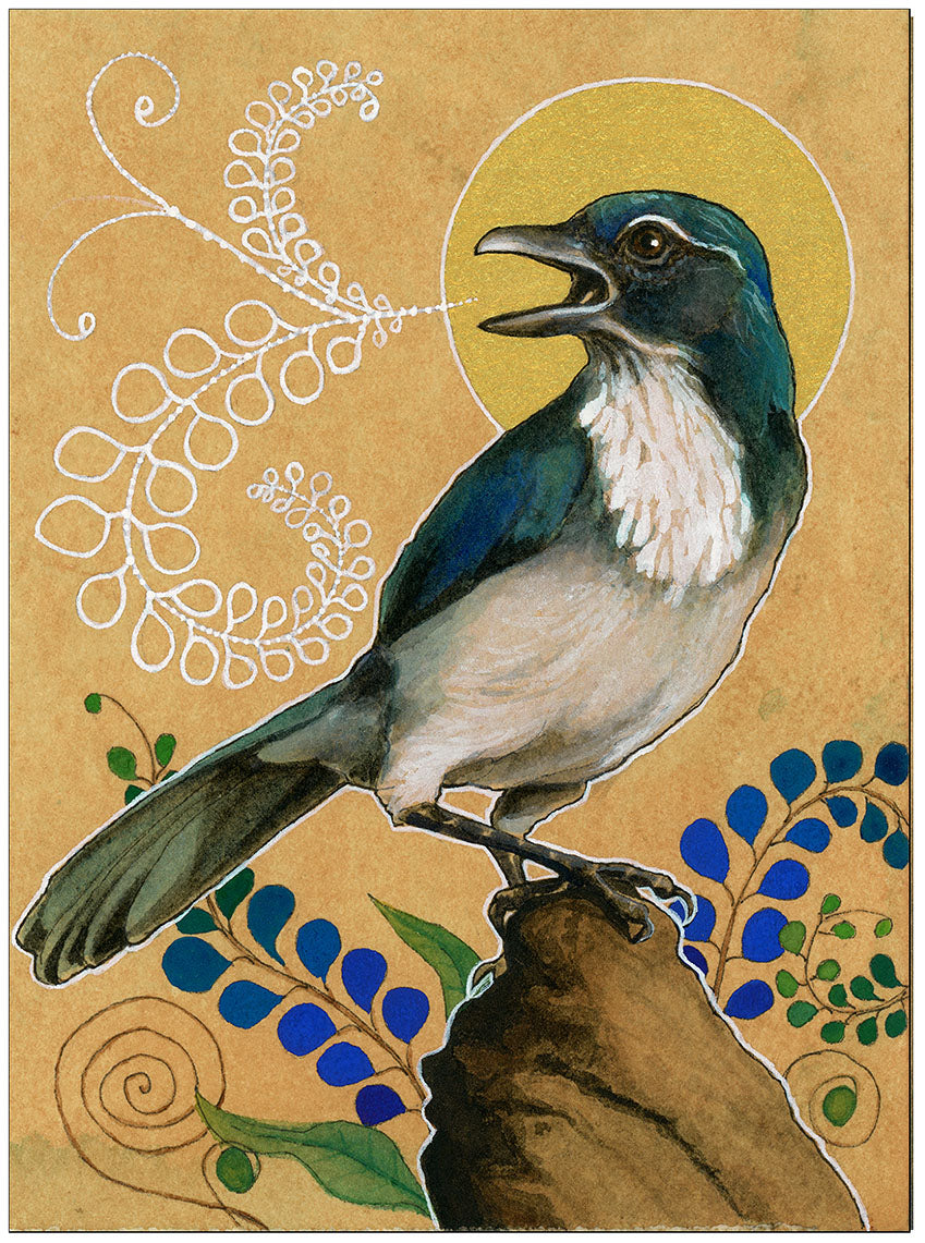 Scrub Jay Print