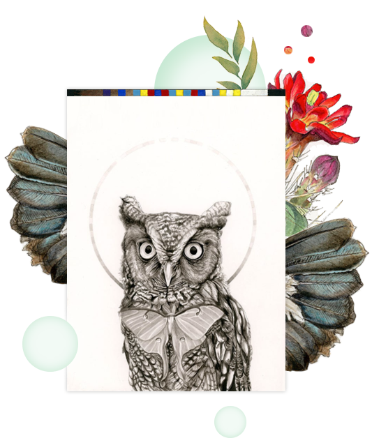 owl illustration