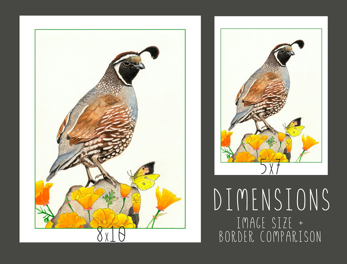 Quail and Poppies Print - Wholesale
