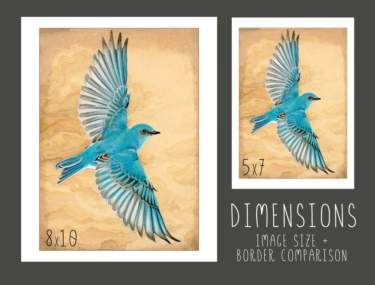 Mountain Bluebird in Flight Print - Wholesale