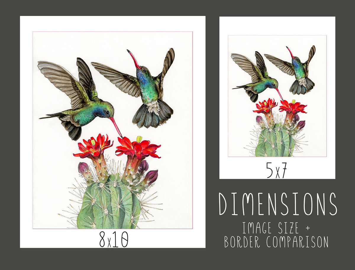 Broad-billed Hummingbirds Print