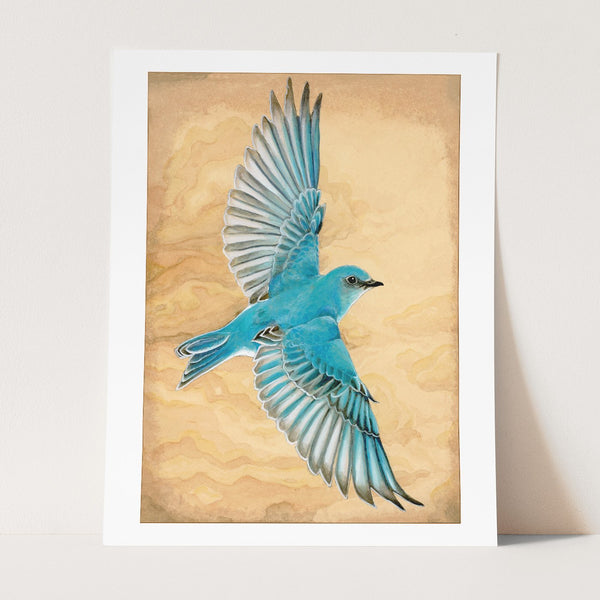 Mountain Bluebird in Flight Print - Wholesale