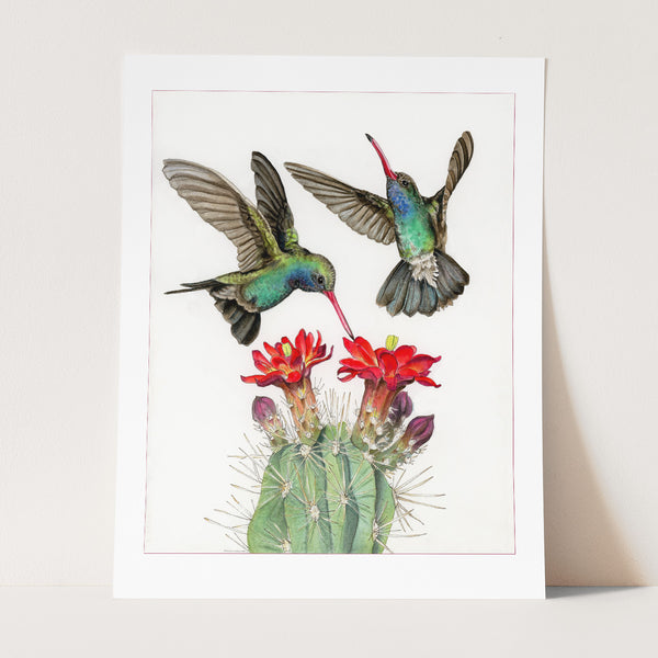 Broad-billed Hummingbirds Print