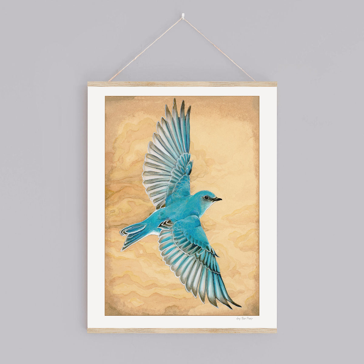 Mountain Bluebird in Flight Print – Amy Moore