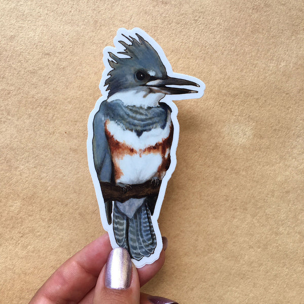 Belted Kingfisher Sticker - Wholesale