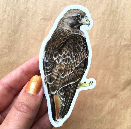 Red-tailed Hawk - Sticker