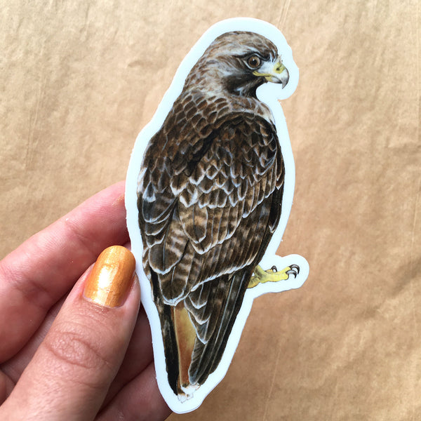 Red-tailed Hawk Sticker - Wholesale