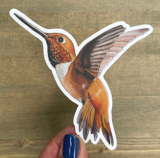 Rufous Hummingbird - Sticker
