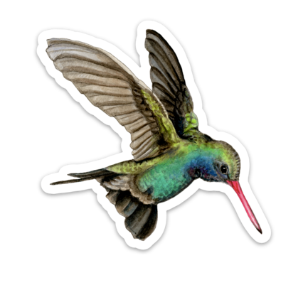 Broad-billed Hummingbird - Sticker