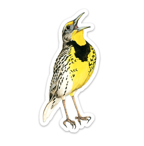 Western Meadowlark - Sticker