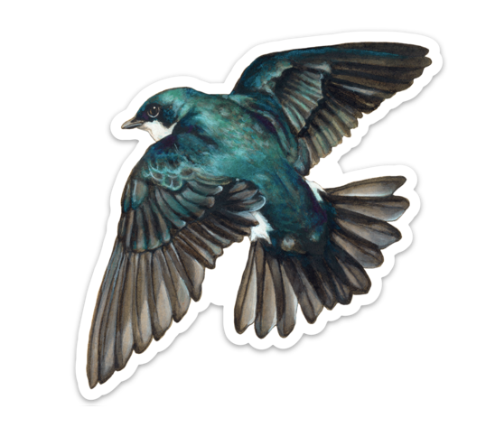 Tree Swallow Sticker - Wholesale