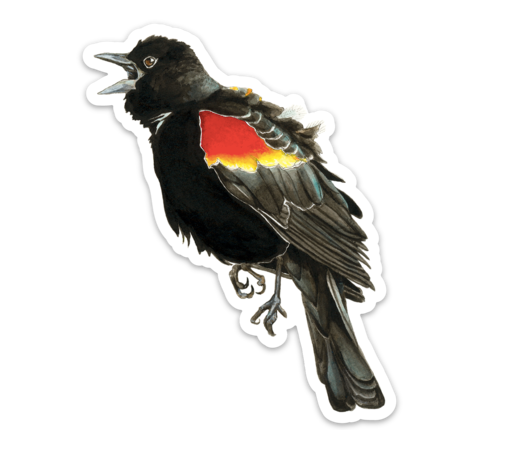 Red-winged Blackbird Sticker - Wholesale