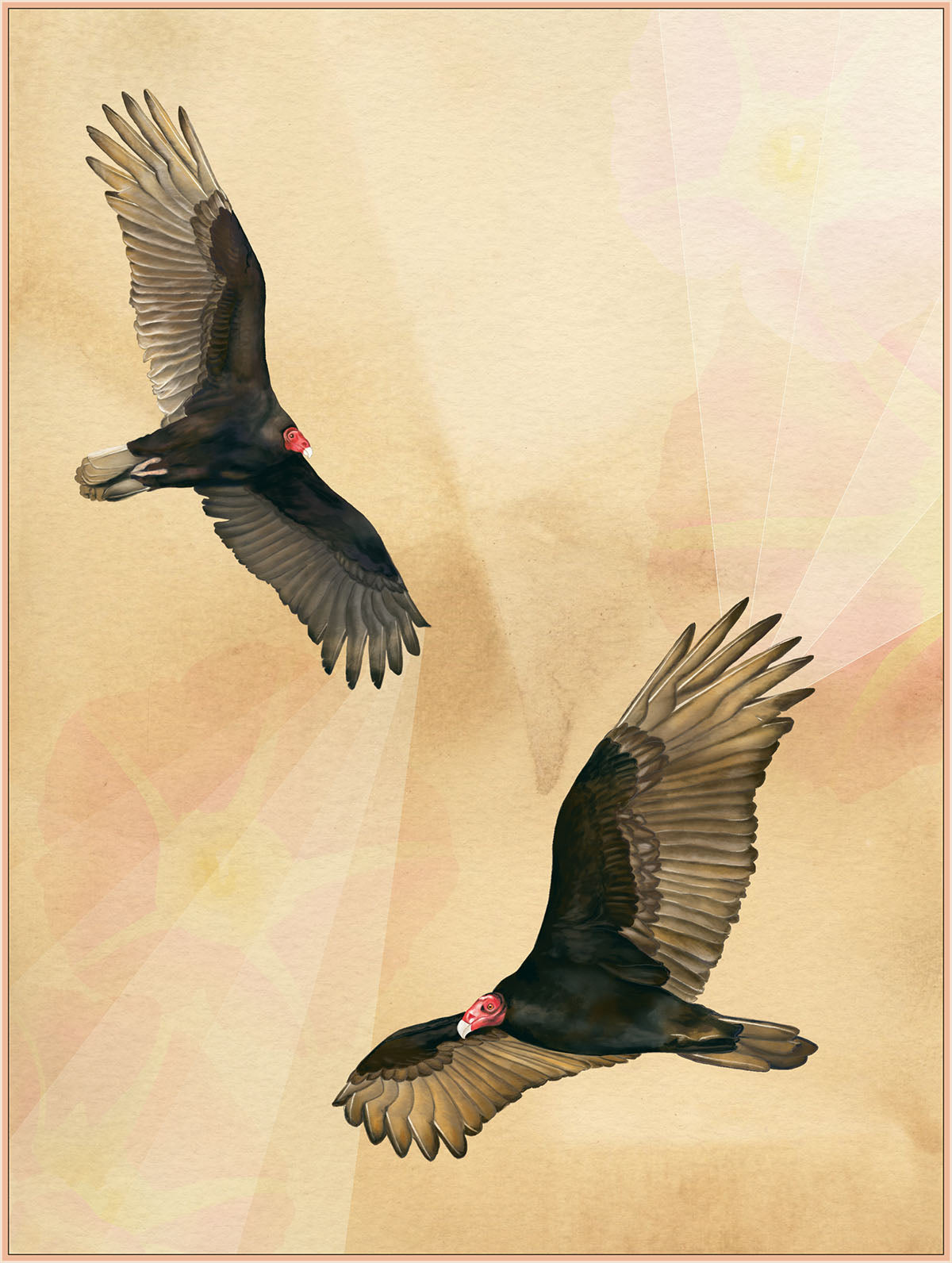 Turkey Vultures Print