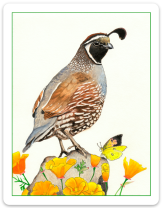 Quail and Poppies Sticker - Wholesale