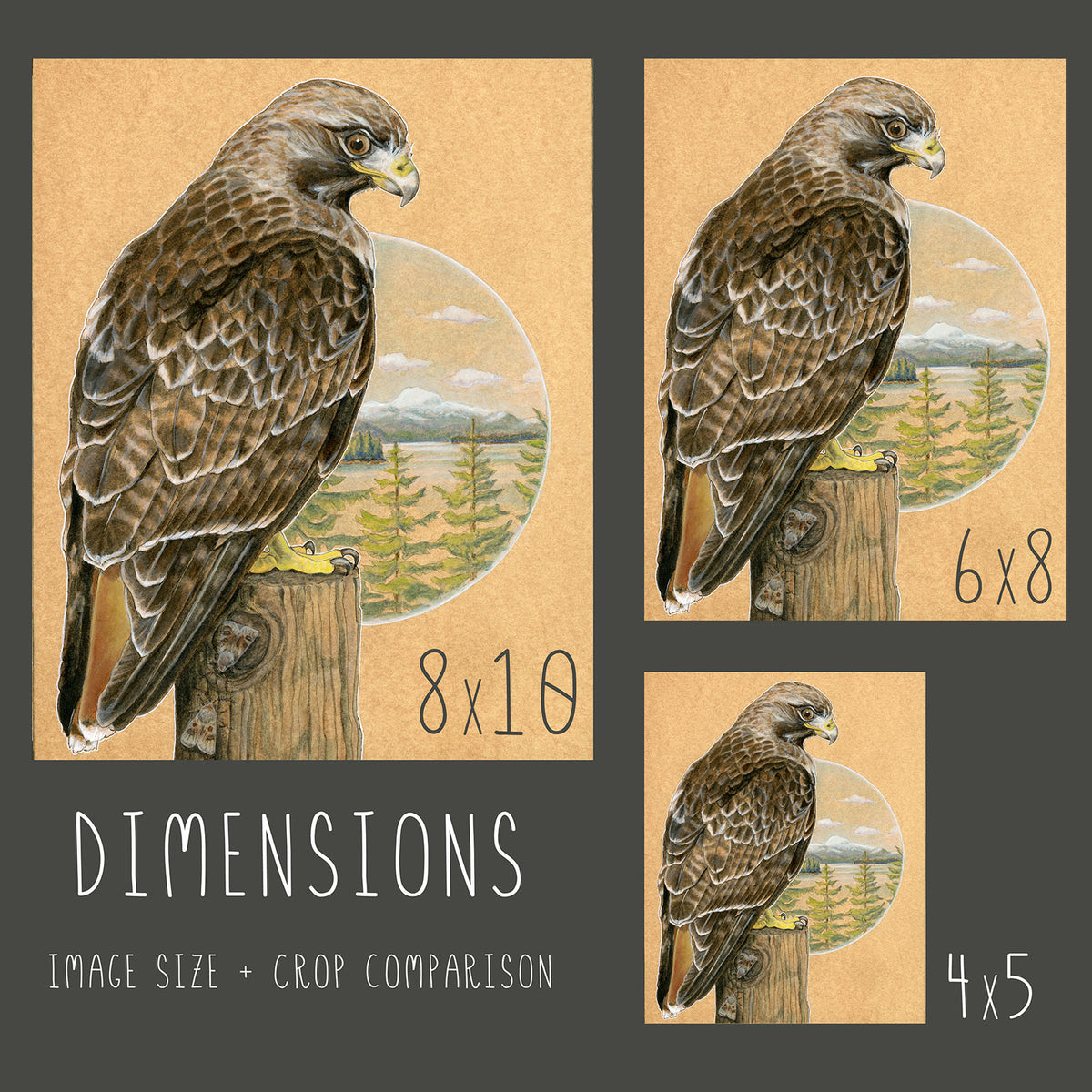 Red-tailed Hawk - Wood Panel Print