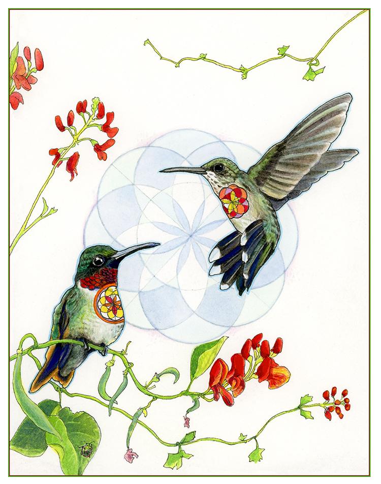 Ruby-throated Hummingbirds Print  - Wholesale