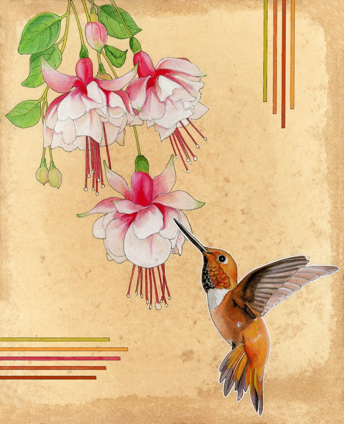 Rufous Hummingbird Print - Wholesale